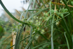 Actinostemma tenerum