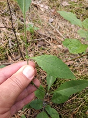 Hieracium murorum