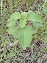 Mesosphaerum suaveolens