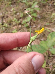 Hieracium murorum