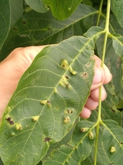 Aceria erinea