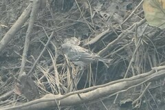 Setophaga coronata auduboni