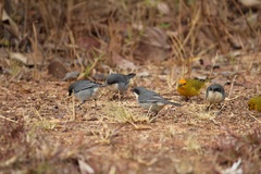 Microspingus cinereus
