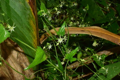 Actinostemma tenerum