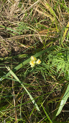 Linaria vulgaris