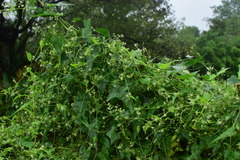 Actinostemma tenerum