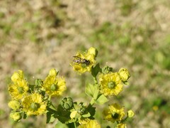 Polybia occidentalis