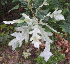 Erysiphaceae