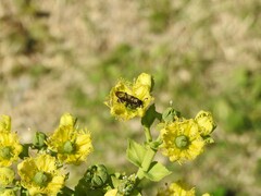 Polybia occidentalis