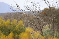 Coracina novaehollandiae