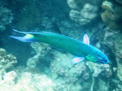 Thalassoma lunare