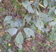 Erysiphaceae