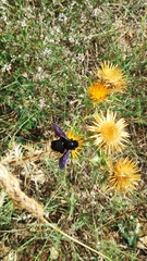 Xylocopa