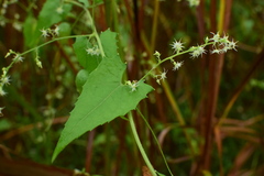 Actinostemma tenerum