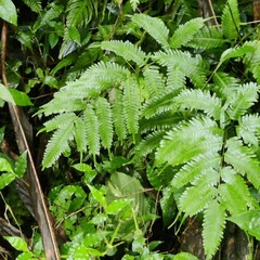 Pteris