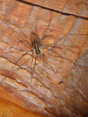 Mitopus morio