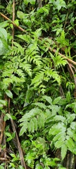 Pteris
