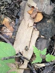 Eunemobius carolinus