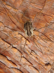 Mitopus morio