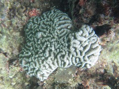 Lobophyllia