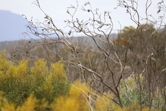 Coracina novaehollandiae