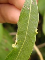 Aculus