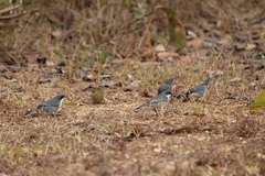 Microspingus cinereus