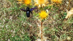 Xylocopa