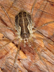 Mitopus morio