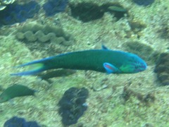 Thalassoma lunare
