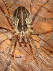 Mitopus morio