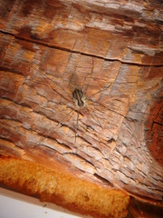 Mitopus morio