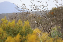 Coracina novaehollandiae