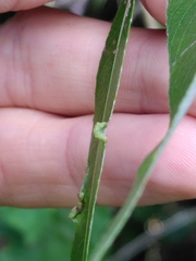 Aculus