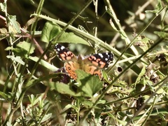 Vanessa braziliensis