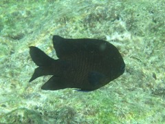 Plectroglyphidodon obreptus