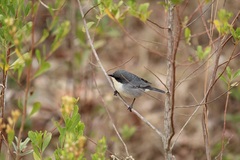 Microspingus cinereus
