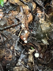 Marasmius capillaris