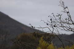 Gavicalis virescens