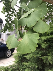 Ginkgo