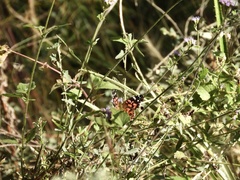 Vanessa braziliensis