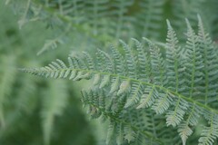 Athyrium filix-femina
