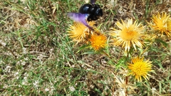 Xylocopa
