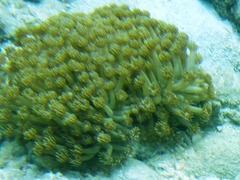 Goniopora