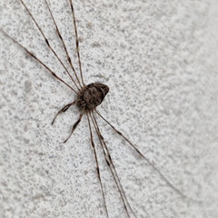 Dicranopalpus ramosus