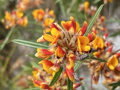 Pultenaea paleacea