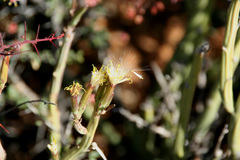 Kleinia longiflora