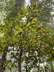 Aesculus flava