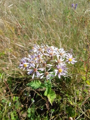 Symphyotrichum ciliolatum