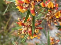 Pultenaea paleacea